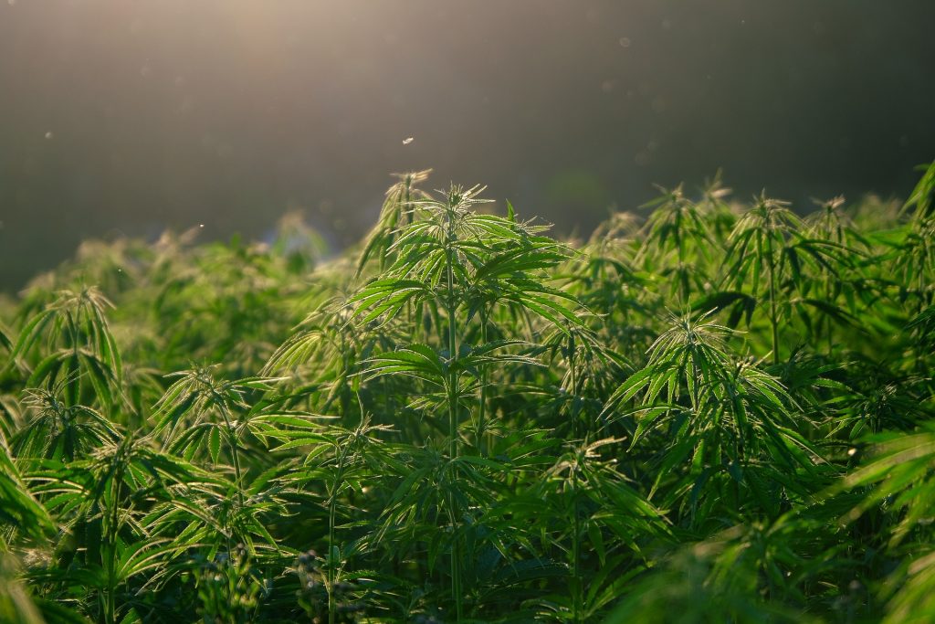 Cannabis - Applications and Trends in Legal Regulation in Europe and Bulgaria